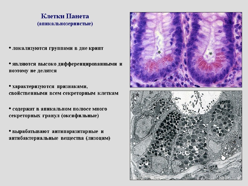 Клетки Панета (апикальнозернистые)  локализуются группами в дне крипт   являются высоко дифференцированными